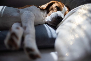 Beagle dog sleeping at home on the couch