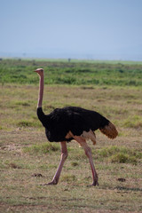 Ostrich in Tsavo Conservation Area, Kenya
