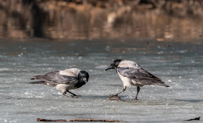 Crow birds on the ice divide the fish feed