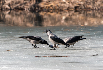 Crow birds on the ice divide the fish feed