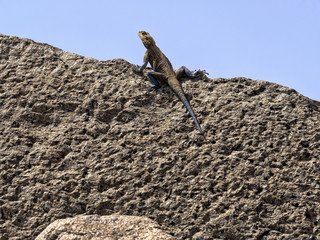 Many agam live on the Aksumian obelisks, Axum, Ethiopia