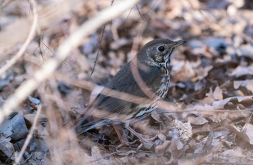 The bird the blackbird sits on the ground