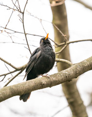 The bird the blackbird sits on a branch