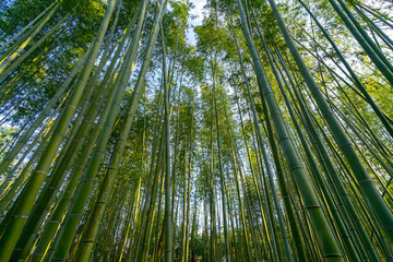 Obraz na płótnie Canvas The beautiful bamboo forest rises above the sky.