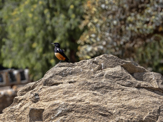 Mocking cliff chat, Thamnolaea cinnamomeiventris, on historical landmarks, Axum, Ethiopia