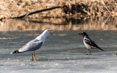 Birds gull and crow fight over feed on the ice of the lake