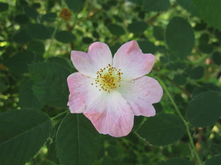 Obraz premium Pink rosehip flowers