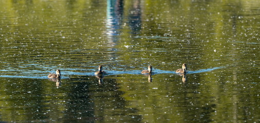 Duck and ducklings swim in the lake