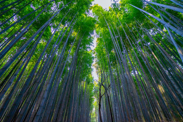 The beautiful bamboo forest rises above the sky.