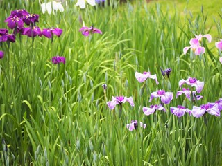 カラフルな花菖蒲　菖蒲園