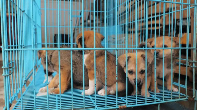 Close-up of sad puppies in shelter behind fence waiting to be rescued and adopted to new home. Shelter for animals concept