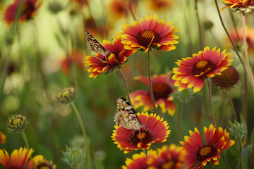 Motley bright butterflies on bright colorful daisies  on a summer meadow. Moods of summer.  Artistic tender photo.