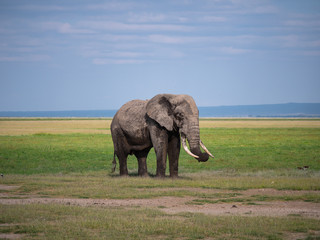 Elephants in Amboseli National Park, Kenya