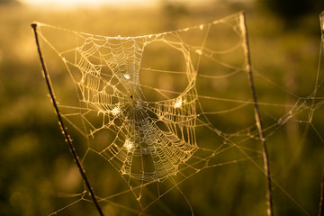 Closeup photo of spider on web, sunrise