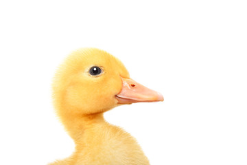 Portrait of a cute little duckling, closeup, side view,isolated on white background