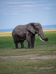 Elephants in Amboseli National Park, Kenya