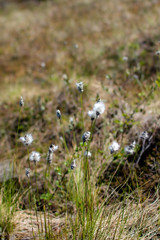 The hare's-tail cottongrass near hiking trail