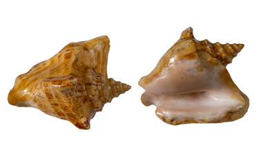 Sea shell from two sides isolated on white background.