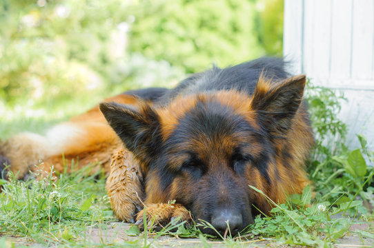 Cute german shepherd dog sleeping in the garden on sunny summer day