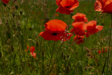 Poppy flower