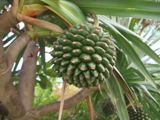 Okinawa,Japan-May 31, 2019: Pandanus fruits or Umbrella tree or Screw pine at Hatoma island in Okinawa