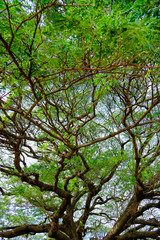 A large tree in the forest, beautiful branches.