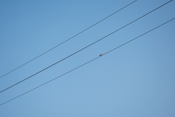 Fototapeta premium bird on wire