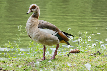 Nilgans, Alopochen aegyptiaca