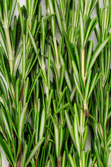 Fototapeta na wymiar Fresh green sprig of rosemary. Rosemary texture. Rosemary macro. Rosemary branch