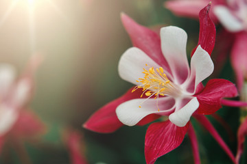 Natural background. Details of red flower macro photography in the gentle rays of the warm sun. Beautiful nature background. Summer, spring concepts. Copy space. Template for design. Soft focus