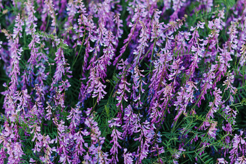 Beautiful background of purple wildflowers. Natural textures and backgrounds. Macro view of abstract nature texture and background organic pattern. Copy space. Template for design