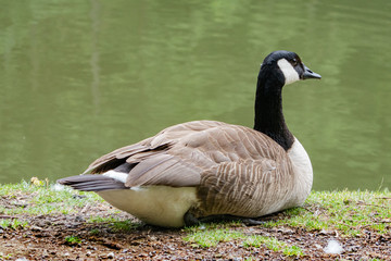 Kanadagans, Branta canadensis