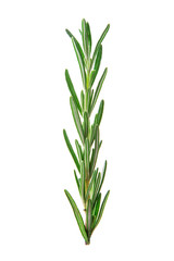 Fresh green sprig of rosemary isolated on a white background. Rosemary isolated. Rosemary branch