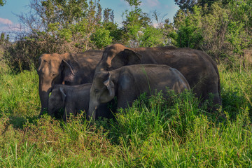 Obraz premium Sri Lanka Huluru Eco Park elephants