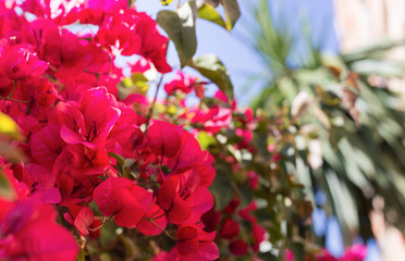 red summer flowers with palm tree and sky background