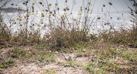 wild vegetation and a lezard by the sea on the island of Yeu