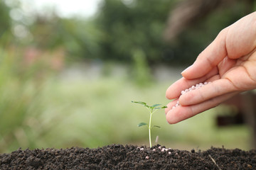 Farmer hand giving chemical fertilizer to young plant on green nature background