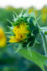 Bright yellow-orange sunflower against the background of sunflowers