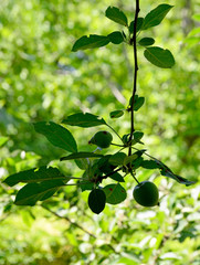 green apples and  leaves of tree in spring