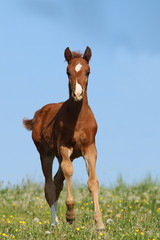 Fohlen von  Hengst Edward