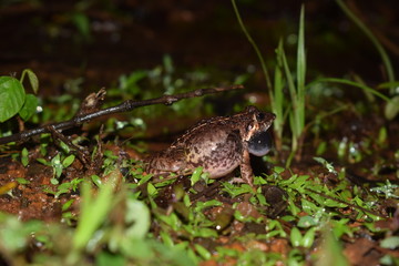 frog in grass