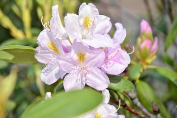 Pink rhododendrons flowers with selective focus and blurred background. Beautiful blooming oleander bush with bright tender flower. Flowering poisonous plant with beautiful pink flowers. Summer time. 