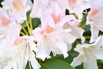 Pink rhododendrons flowers with selective focus and blurred background. Beautiful blooming oleander bush with bright tender flower. Flowering poisonous plant with beautiful pink flowers. Summer time. 