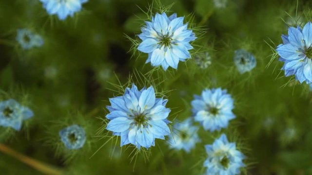 Nigella damascena early summer flowering plant with different shades of blue flowers on small green shrub, beautiful ornamental garden plant. Beautiful flowers of blue color.