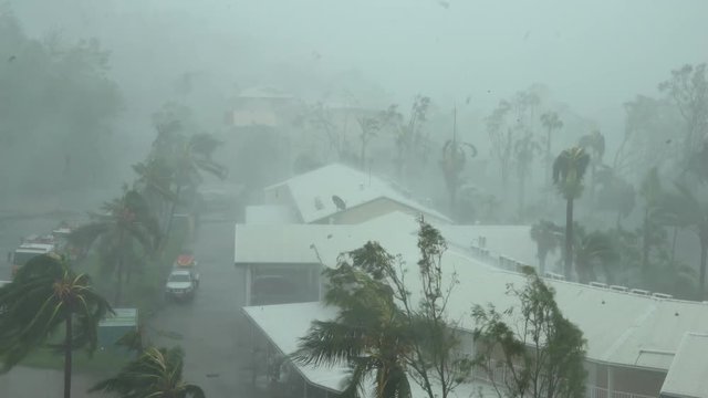 Palm Trees Thrash Wildly In Strong Winds Of Major Hurricane - Debbie