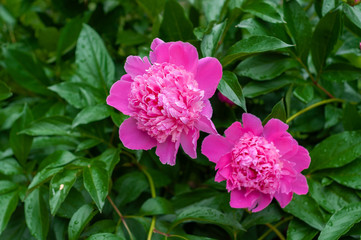 Bright pink blooming peonies on the background of grass and green  leaves