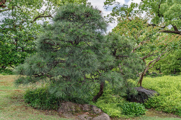 清澄庭園の松