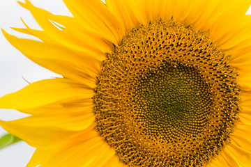 Sunflower field planted to seed for oil production.