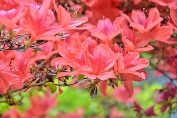 Oleander bush with beautiful red flowers with selective focus and blurred green leaves. Elegant red...
