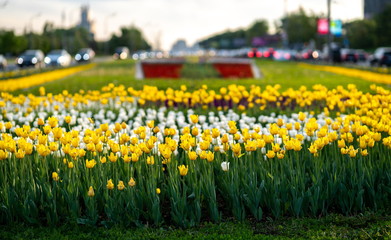 Background of yellow tulips